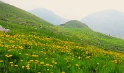 Al Rifugio Capanna 2000 da Alpe Arera ad anello-1GIUGNO25: splendide fioriture !- FOTOGALLERY